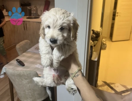 Ev Üretimimiz Maltipoo Yavrularımız - 8814 - Görsel 3