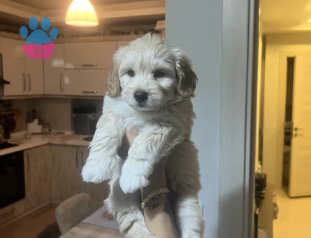 Ev Üretimimiz Maltipoo Yavrularımız - 8814 - Görsel 4
