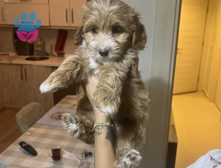 Ev Üretimimiz Maltipoo Yavrularımız - 8814