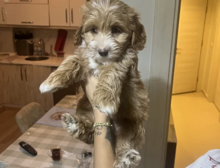 Ev Üretimimiz Maltipoo Yavrularımız - 8814