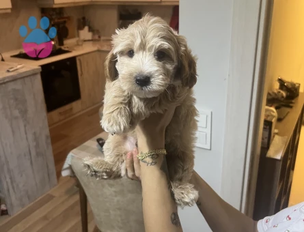 Ev Üretimimiz Maltipoo Yavrularımız - 8814 - Görsel 5