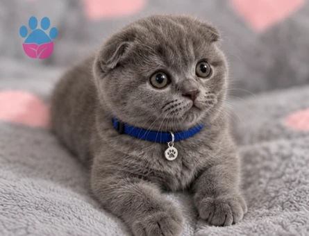 Duman Grisi Scottish Fold Erkek Yavrumuz - 8815 - Görsel 3