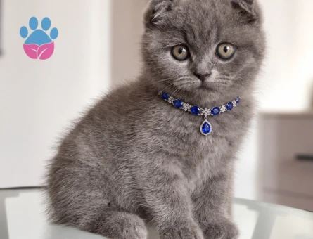 Tombik Yüzlü Scottish Fold Gri - 8816