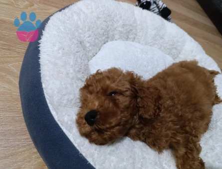 IRK GARANTİLİ TEACUP POODLE - 8821