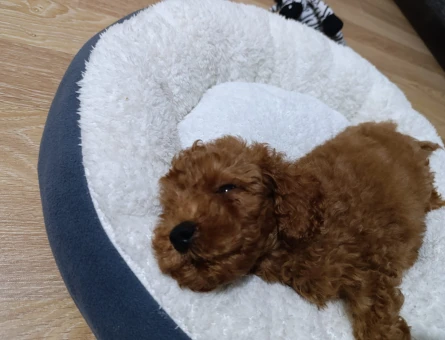 IRK GARANTİLİ TEACUP POODLE - 8821