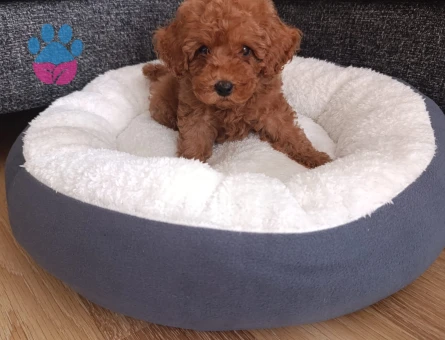 IRK GARANTİLİ TEACUP POODLE - 8821 - Görsel 4