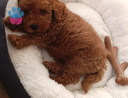 IRK GARANTİLİ TEACUP POODLE - 8821 - Görsel 3