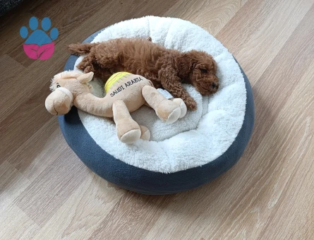 IRK GARANTİLİ TEACUP POODLE - 8821 - Görsel 5