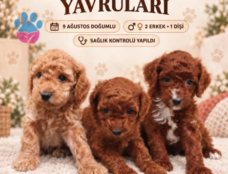 9 Ağustos Doğumlu Toy Poodle Yavruları | 2 Erkek 1 Dişi - 8823 - Görsel 2