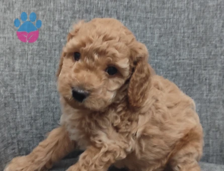 9 Ağustos Doğumlu Toy Poodle Yavruları | 2 Erkek 1 Dişi - 8823 - Görsel 3