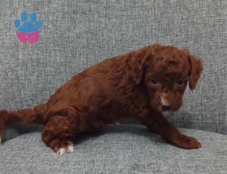 9 Ağustos Doğumlu Toy Poodle Yavruları | 2 Erkek 1 Dişi - 8823 - Görsel 4