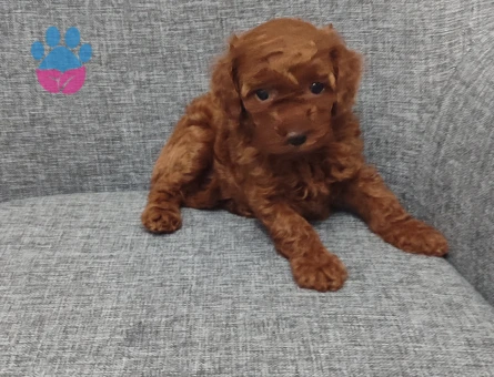 9 Ağustos Doğumlu Toy Poodle Yavruları | 2 Erkek 1 Dişi - 8823 - Görsel 5