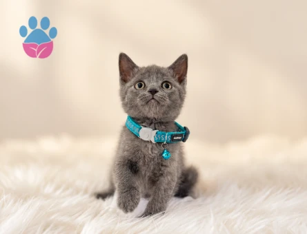 British Shorthair Gri Yavrumuz Erkek - 8826