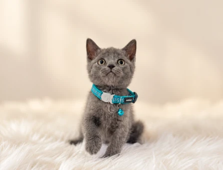 British Shorthair Gri Yavrumuz Erkek - 8826