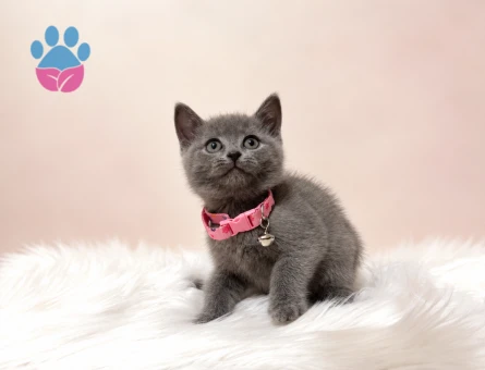 British Shorthair Gri Dişi Bebeğimiz 2 Aylık - 8827