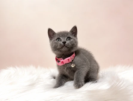 British Shorthair Gri Dişi Bebeğimiz 2 Aylık - 8827