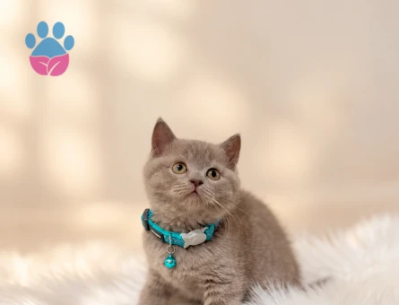 British Shorthair Lilac Erkek Yavrumuz - 8831