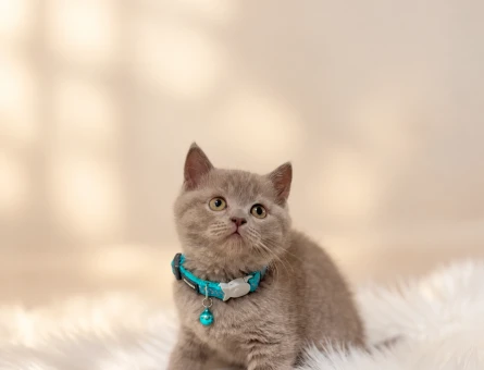 British Shorthair Lilac Erkek Yavrumuz - 8831