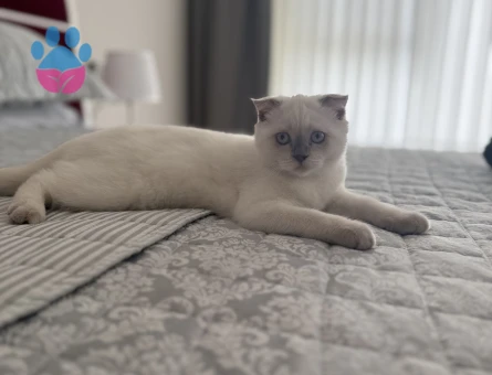 British Shorthair Blue point 4 Aylık - 8828 - Görsel 2