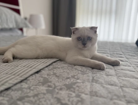 British Shorthair Blue point 4 Aylık - 8828
