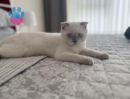 British Shorthair Blue point 4 Aylık - 8828 - Görsel 3