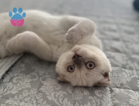 British Shorthair Blue point 4 Aylık - 8828 - Görsel 4