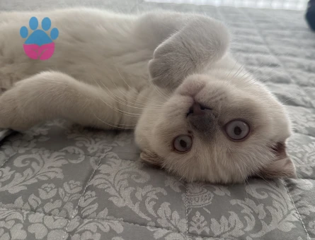 British Shorthair Blue point 4 Aylık - 8828 - Görsel 5