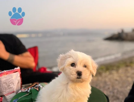 Maltese terrier 3 aylık - 8830