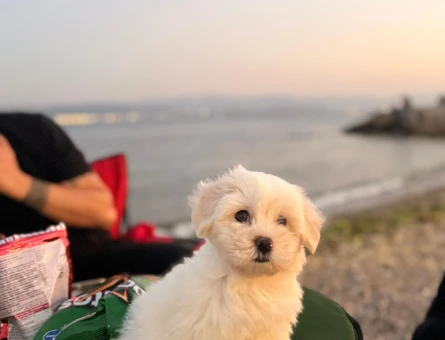 Maltese terrier 3 aylık - 8830
