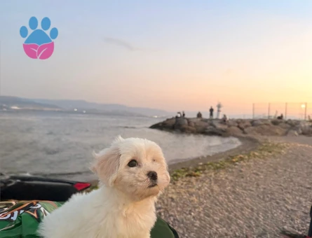 Maltese terrier 3 aylık - 8830 - Görsel 3