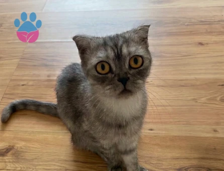 Scottish Fold Kızımız Luna - 8838 - Görsel 5