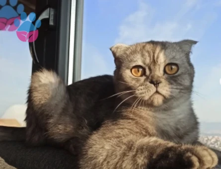 Scottish Fold Kızımız Luna - 8838 - Görsel 2