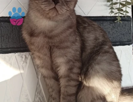 Scottish Fold Kızımız Luna - 8838 - Görsel 4