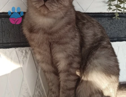Scottish Fold Kızımız Luna - 8838 - Görsel 3