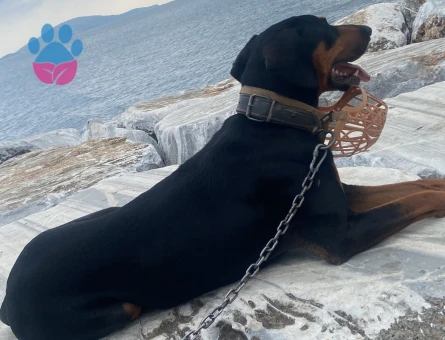 2 YAŞINDA KISIR DİŞİ DOBERMAN - 8839 - Görsel 3