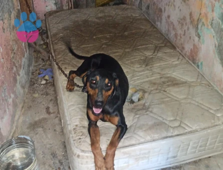 2 YAŞINDA KISIR DİŞİ DOBERMAN - 8839