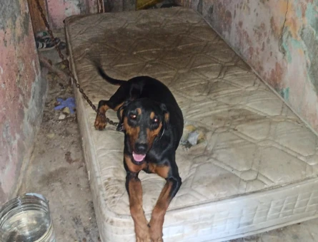2 YAŞINDA KISIR DİŞİ DOBERMAN - 8839