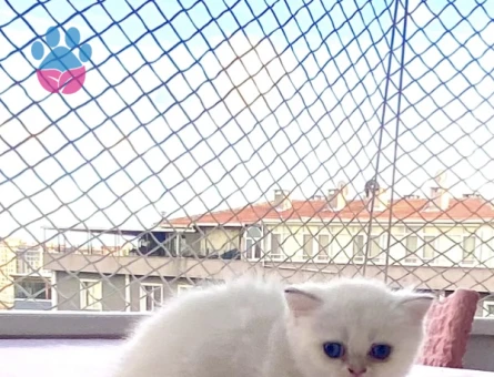 Bembeyaz maviş gözlü tatlı akıllı minnak