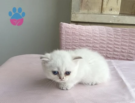 Bembeyaz maviş gözlü tatlı akıllı minnak