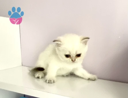 Bembeyaz maviş gözlü tatlı akıllı minnak