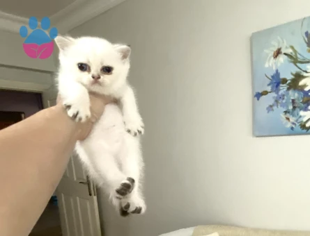 Bembeyaz maviş gözlü tatlı akıllı minnak