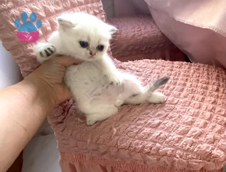 Bembeyaz maviş gözlü tatlı akıllı minnak