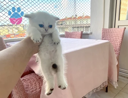 Bembeyaz maviş gözlü tatlı akıllı minnak