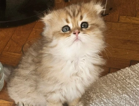 Muhteşem güzellikte ırk ve sağlık garantili yavrular..