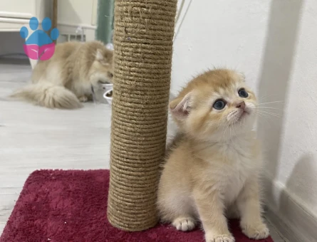 Scottish fold - 10060 - Görsel 3