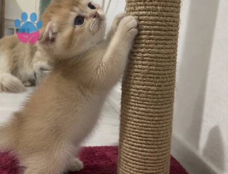 Scottish fold - 10060 - Görsel 2