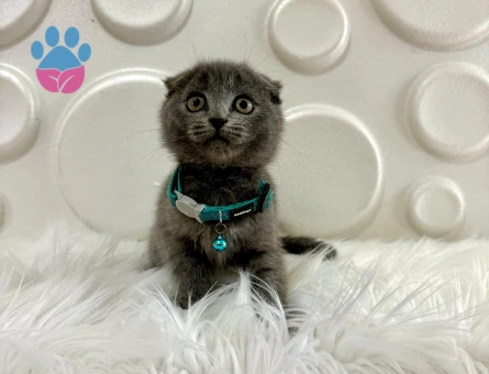 Scottish Fold 2 Aylık Erkek