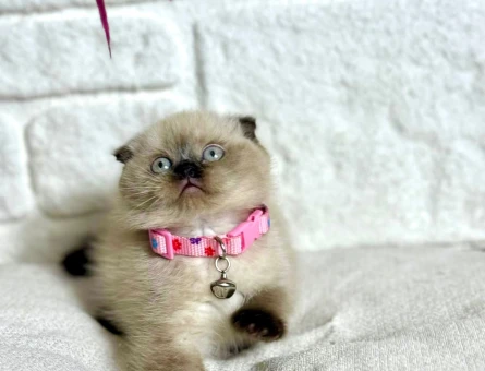 Scottish Fold Çikolata Point Dişi