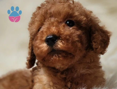 Veteriner teknikerinden toy poodle