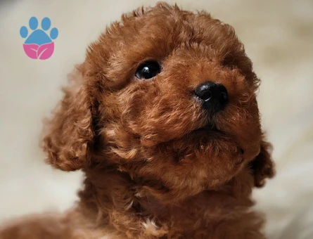 Veteriner teknikerinden toy poodle